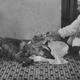 Image for article titled 9 of the Weirdest Wikipedia Pages We've Ever Seen